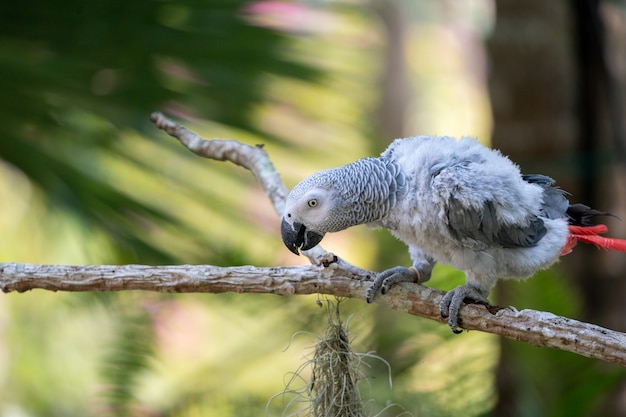 Papagaio Cinza Africano Bebe Com Cauda Vermelha Aguenta O Galho Na Floresta Foto Premium