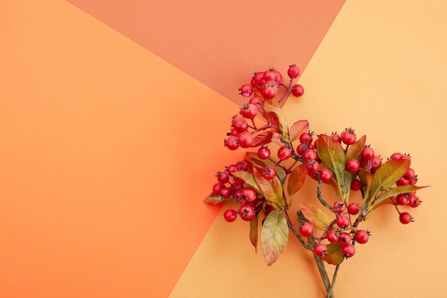 Papel em cores de outono com decoração e espaço de cópia Foto Premium