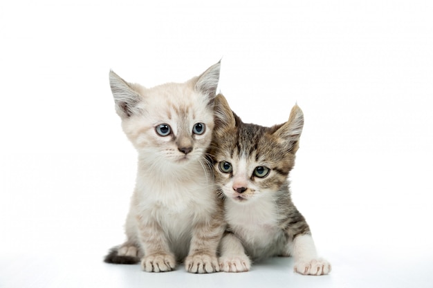 Par de gatinho isolado no branco Foto Premium