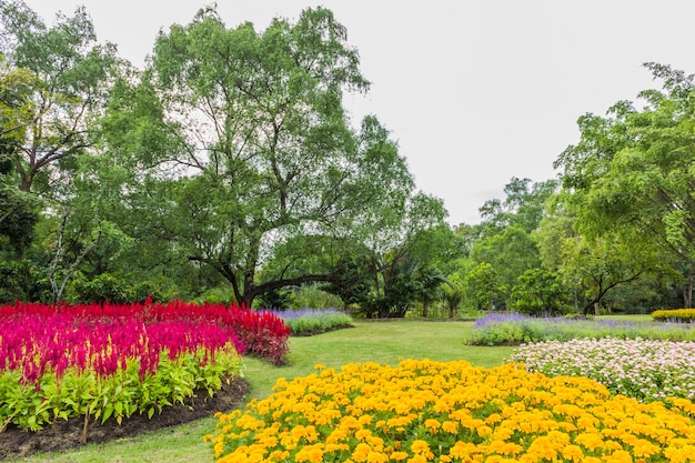 Parque com árvores e grama Foto Premium