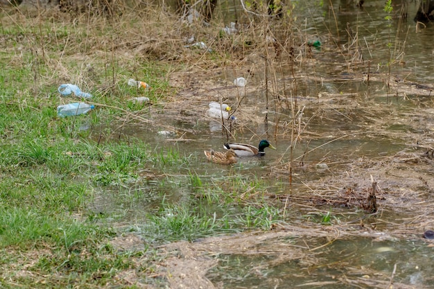 Patos nadando em um rio com garrafas de resíduos Foto Premium