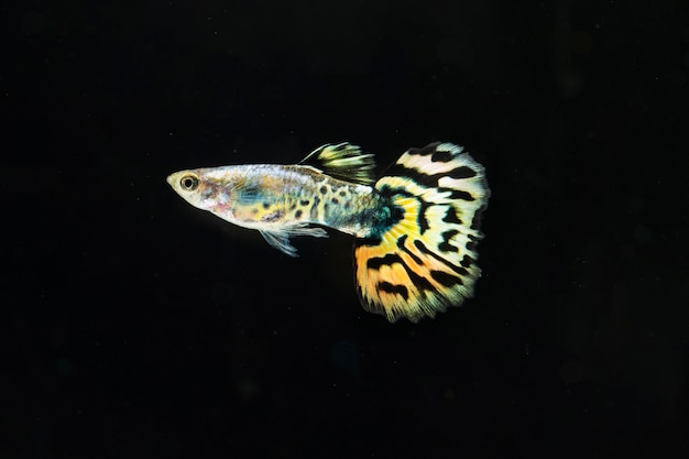 Peixe betta