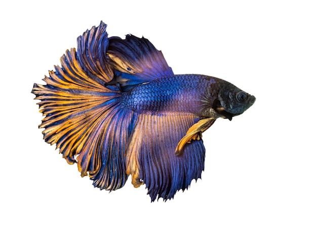 Peixe betta, peixe-lutador-siamês, betta splendens (halfmoon betta) isolado Foto Premium