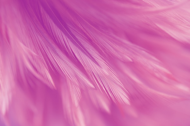 Penas de aves e galinha em suave e estilo de desfoque para o fundo Foto Premium