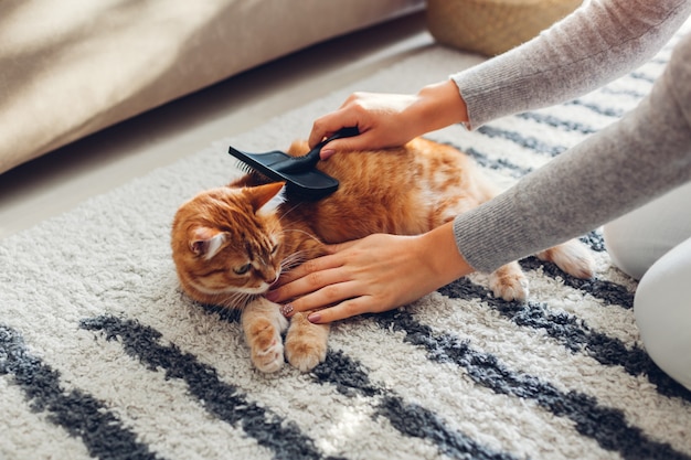 Penteando o gato ruivo com escova de pente em casa. dono de mulher cuidando do animal de estimação para remover o cabelo. Foto Premium