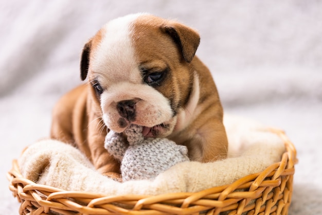 Pequeno, pequeno bulldog inglês cachorrinho, bebê, recém-nascido | Foto