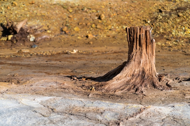 Perda de floresta como resultado de poluição, seca e incêndios. forma incomum de troncos de árvores secas, textura de árvore morta sem casca Foto Premium