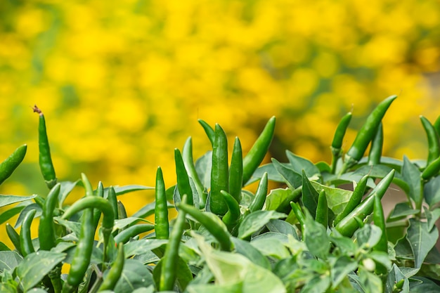 Pimentas verdes frescas em uma árvore no jardim. Foto Premium