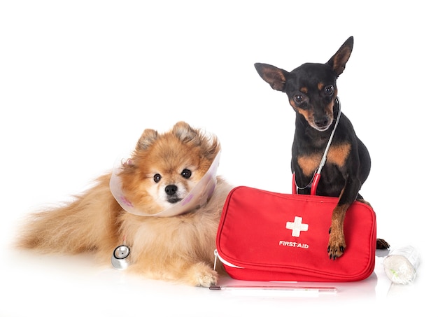 Primeiros Socorros para Cães: Aprenda a fazer um curativo simples no seu pet
