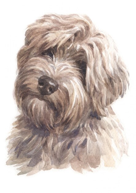 Pintura de cor de água do tibetano terrier Foto Premium