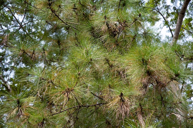  Pinus  merkusii  Foto Premium