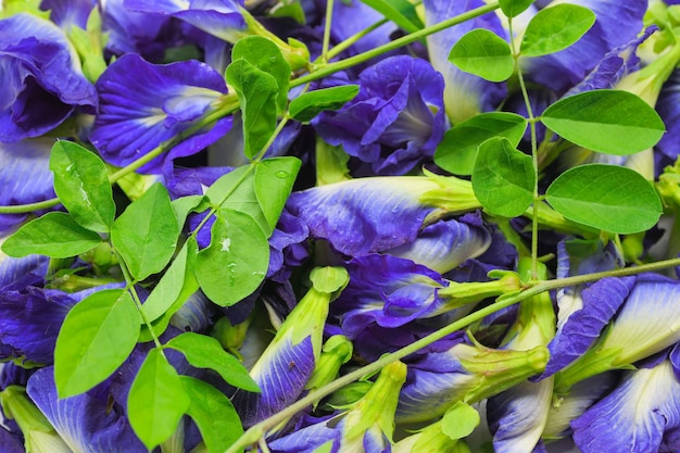 Plano De Fundo Ou Papel De Parede De Pilhas De Flores Ervilha Borboleta