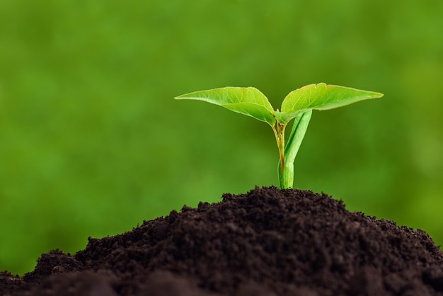 Planta nova que cresce do solo, fim acima. ecologia e cuidados com as