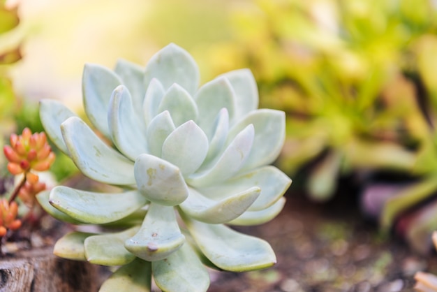 Featured image of post Imagens De Plantas Bonitas Ela gosta de meia sombra e de uma terra