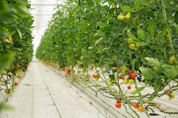 Plantas de tomate que crescem dentro de uma estufa com estradas estreitas brancas e com colheita colofrul. Foto gratuita