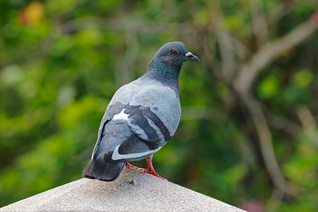 Pombo Da Rocha Pomba Da Rocha Columba Livia Masculino Belas Aves Da