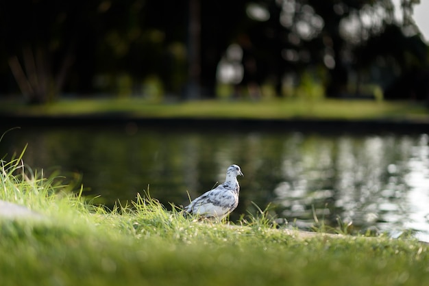 Pombo no chão com dalight Foto Premium