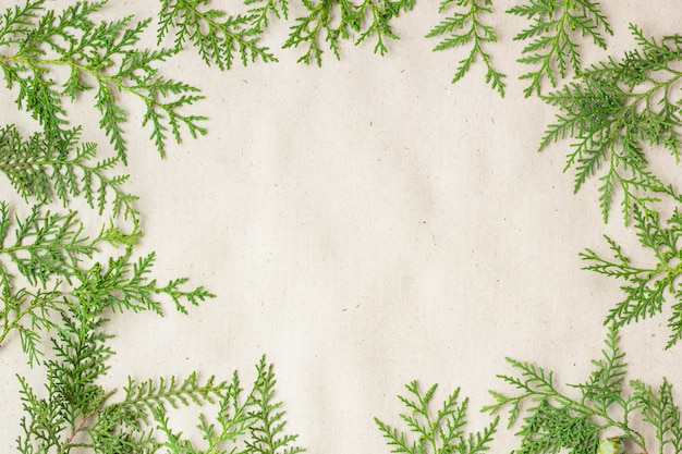 Quadro verde dos galhos de árvore do thuja no fundo rústico bege. Foto Premium