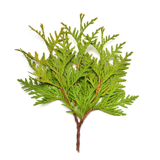 Ramo De Thuja Dourado Isolado No Fundo Branco Arvores Con Feras Inverno Natal Camada Plana