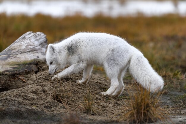 Raposa do ártico vulpes lagopus na tundra selvagem raposa do ártico