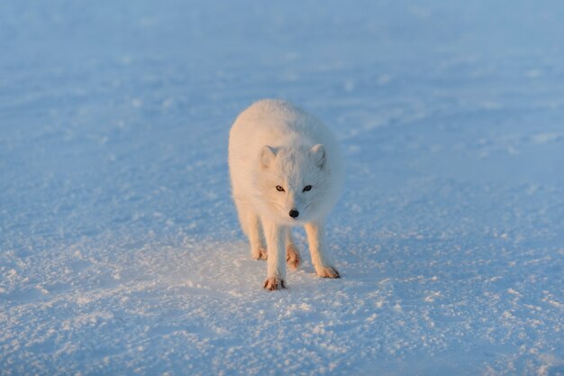 Raposa do ártico vulpes lagopus na tundra wilde ao pôr do sol hora