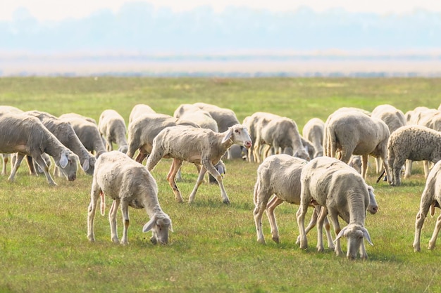 Rebanho De Ovelhas Ovelhas No Campo Foto Premium