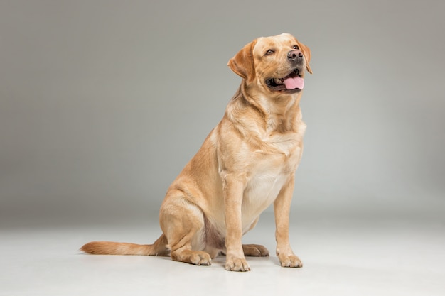 Labrador era um dos cães de caça que se popularizaram e hoje são cães de companhia