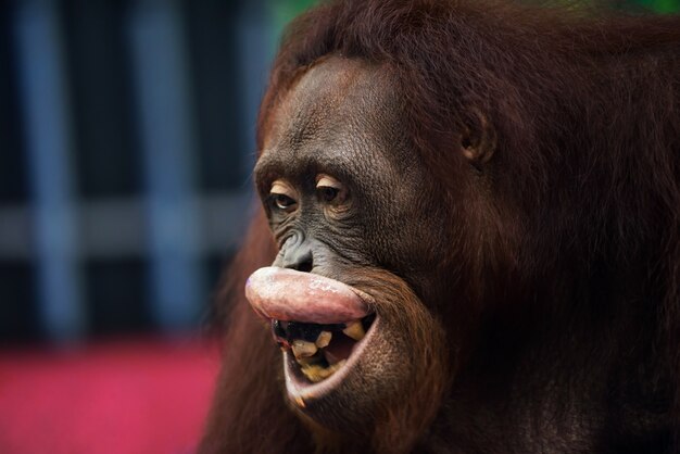 orangutano varpos)