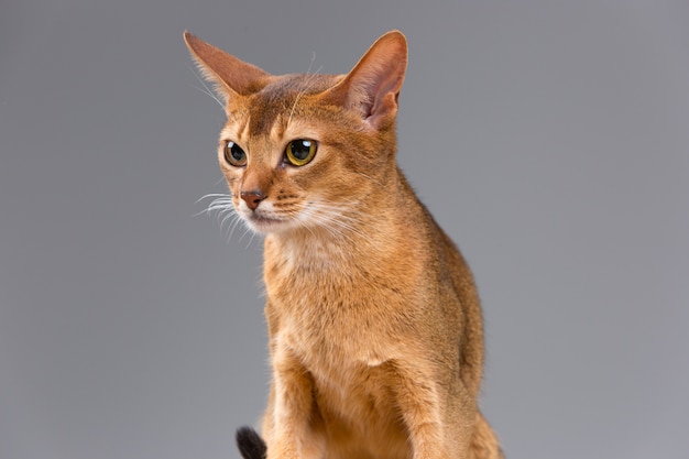 Retrato de gato jovem abissínio puro-sangue