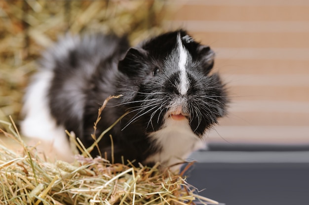 Retrato De Pequeno Porquinho Da índia Preto E Branco Foto Premium