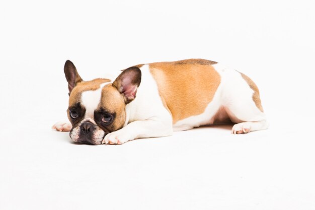Retrato de um cão branco. o buldogue francês mentiras e parece triste Foto Premium
