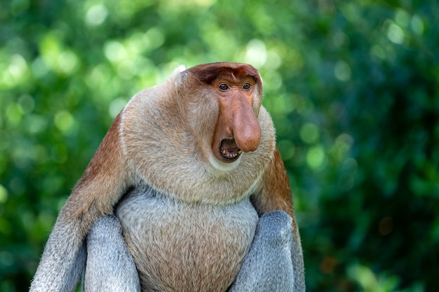 Retrato De Um Macaco Narigudo Selvagem Ou Nasalis Larvatus Na Floresta Tropical Da Ilha De