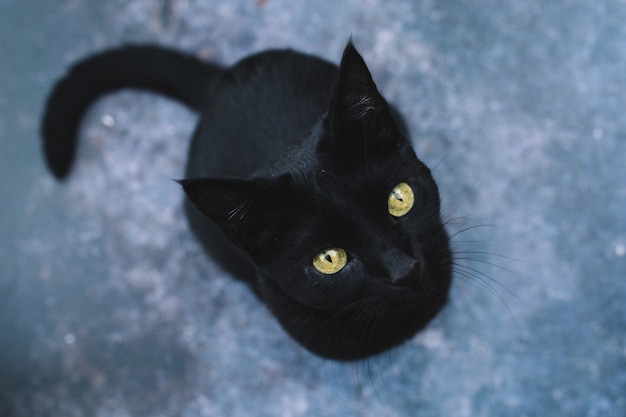 Retrato do gato preto brincalhão e curioso com olhos amarelos na obscuridade isolada. dia das bruxas . vista do topo. Foto Premium