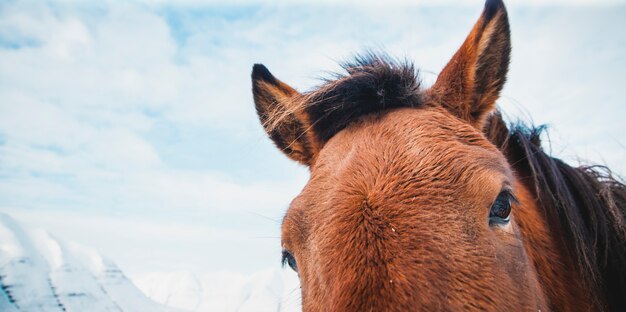 Retratos de cavalos de corrida islandeses em uma montanha de neve, protegidos animais de raça pura. Foto Premium