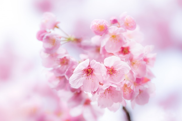 Romântica flor de cerejeira, sakura na primavera Foto Premium