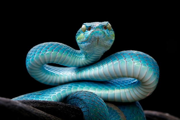 Rosto de cobra víbora azul com fundo preto, vista frontal da cobra