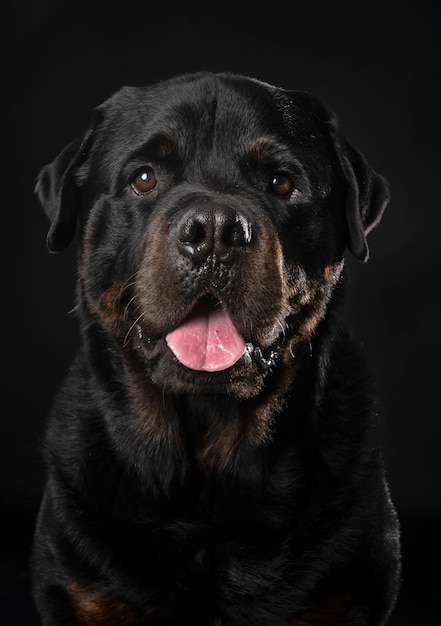 Rottweiler jovem com língua de fora em fundo preto