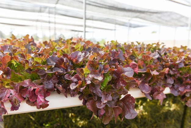 Salada De Alface Fresca De Carvalho Vermelho Crescendo Nas Plantas De