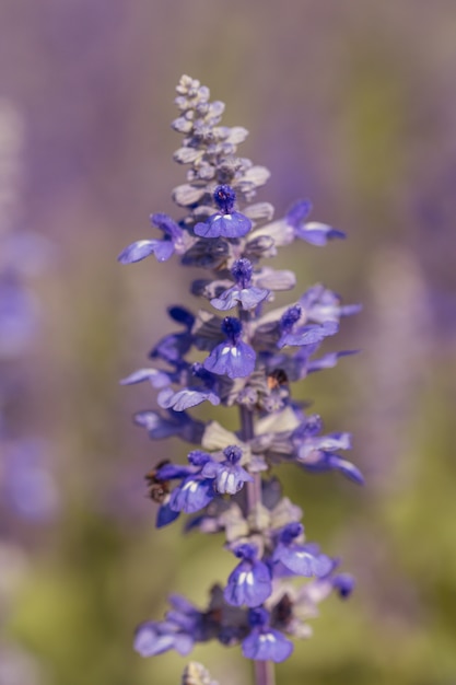 Salvia Flower No Jardim Linda Flor Roxa No Jardim Foto Premium