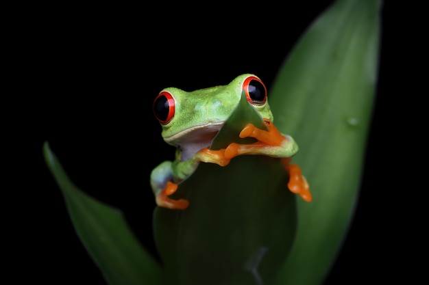 Sapo de olhos vermelhos sentado sobre folhas verdes Foto Grátis