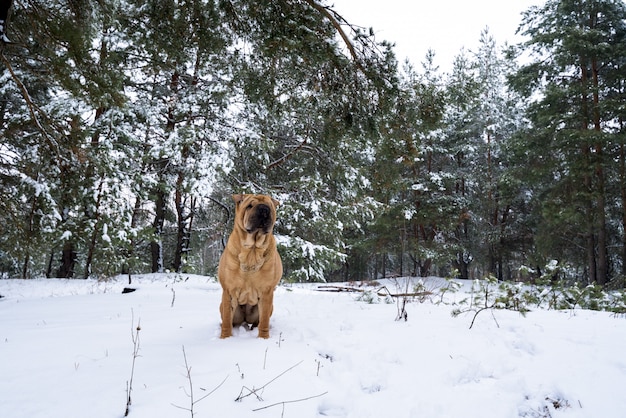 Shar pei na natureza. na colina fica Foto Premium
