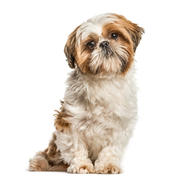 Shih tzu, cachorro sentado e olhando para a câmera, isolado no branco Foto Premium