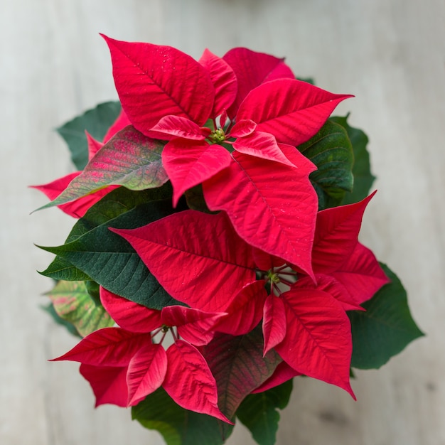 Símbolo de natal poinsétia vermelha flor de natal em vaso | Foto Premium