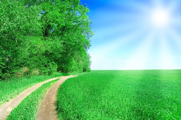 Sujeira caminho em um campo verde sol Foto Grátis