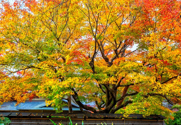 Temporada De Outono No Japao Foto Premium