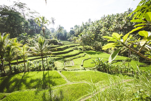 Terraços de arroz tegalalang em ubud, bali | Foto Premium