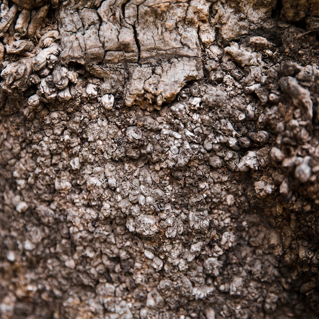 Textura de tronco de árvore close-up Foto gratuita