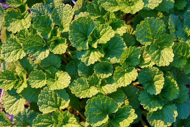 Textura do fundo das folhas verdes na luz solar. Foto Premium