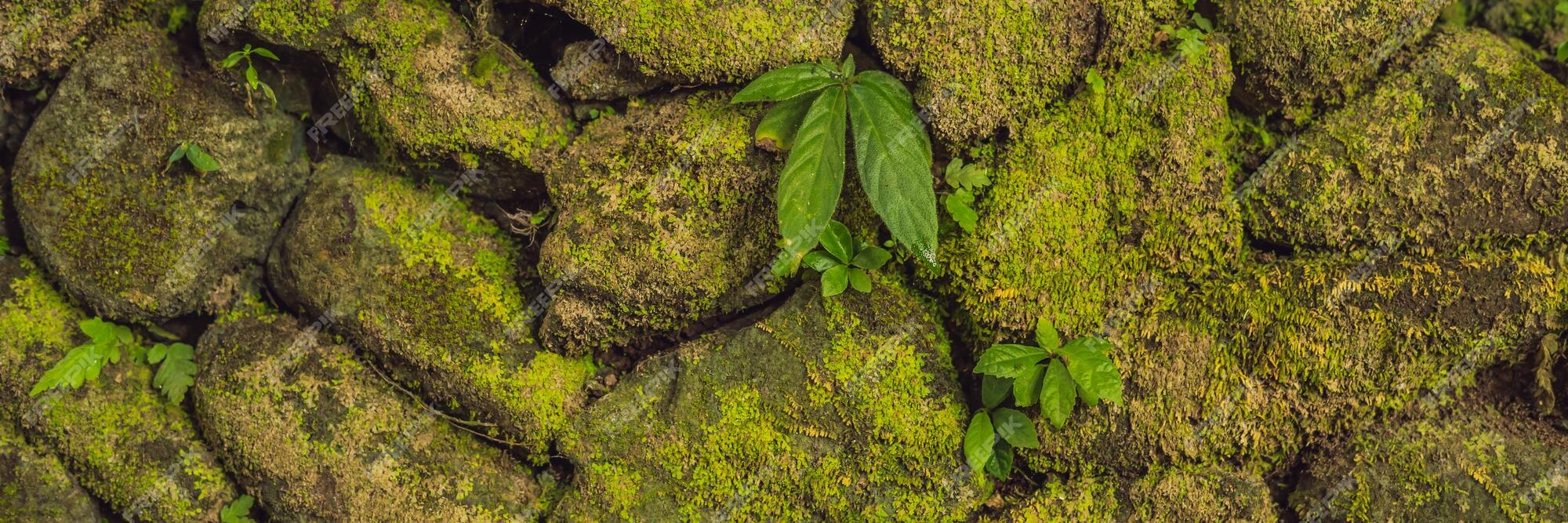 Textura Do Velho Muro De Pedra Coberto De Musgo Verde Em Fort Rotterdam Makassar Indonésia 8708