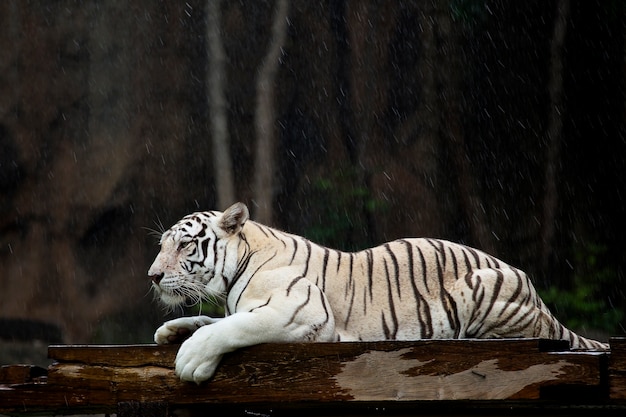 Tigre De Bengala Branco Na Chuva Baixar Fotos Premium
